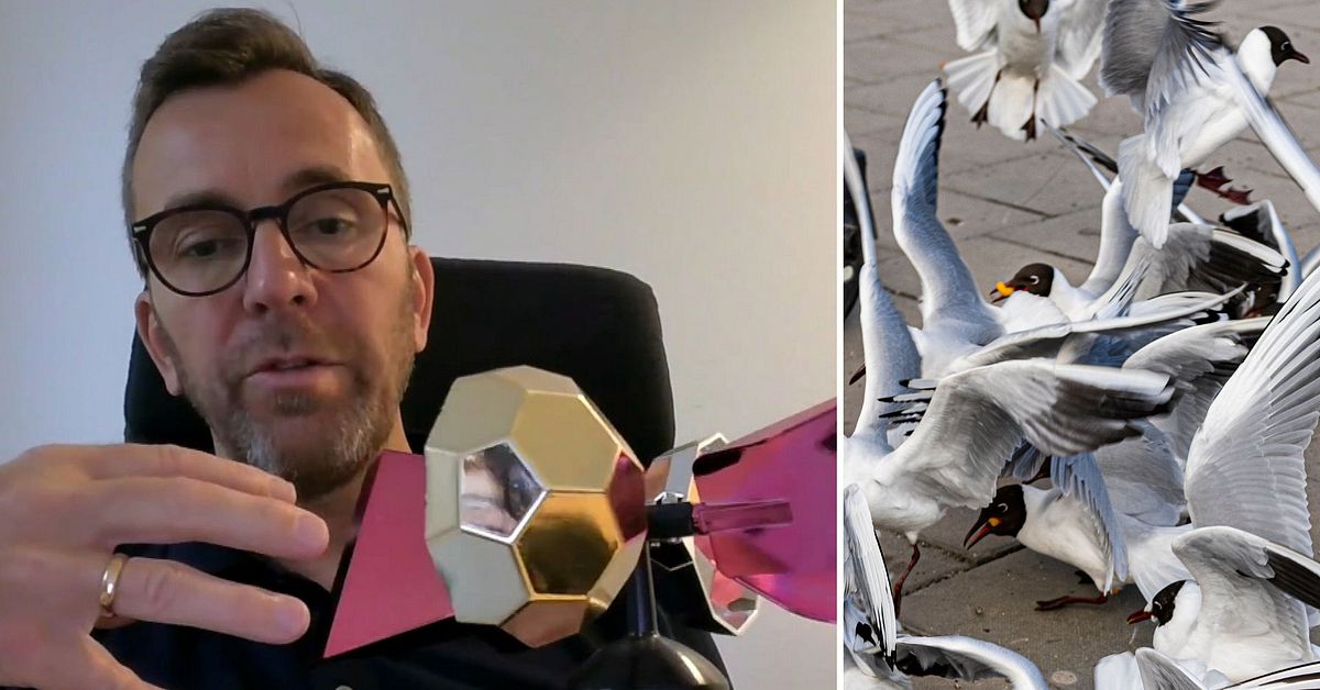Experten: Växande problem med störande fåglar i städer