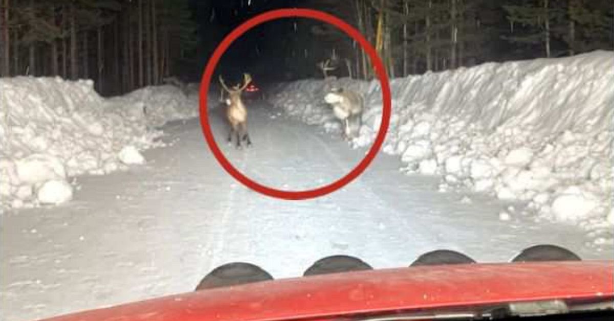 Misst&auml;nks ha k&ouml;rt ihj&auml;l och skurit halsen av renar &ndash; misst&auml;nkte mannen: &rdquo;En olycka&rdquo;