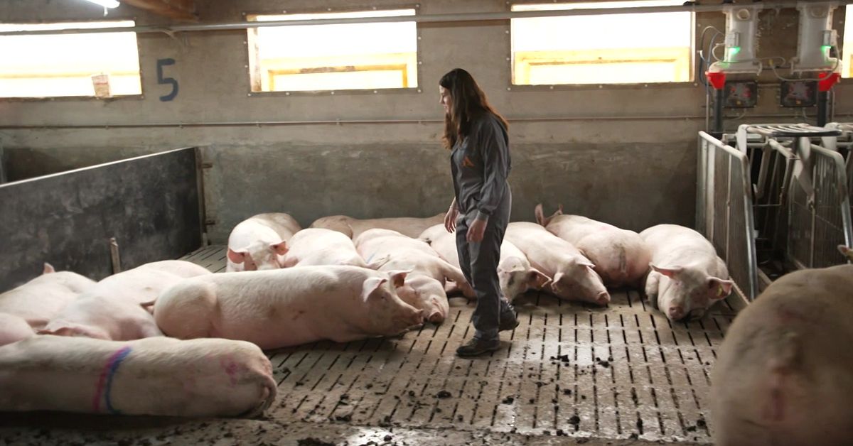 Grisbonden Maria drabbas av EU och Kinas elbilsbr&aring;k