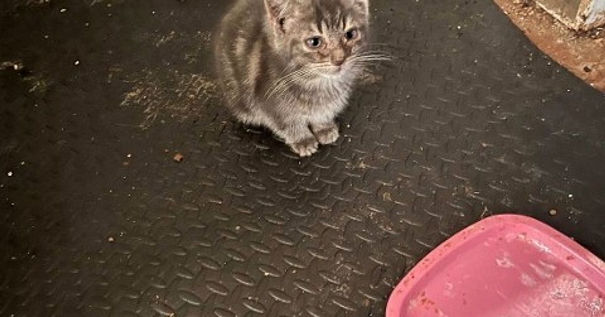 33 katter fick avlivas &ndash; man d&ouml;ms f&ouml;r grovt djurpl&aring;geri