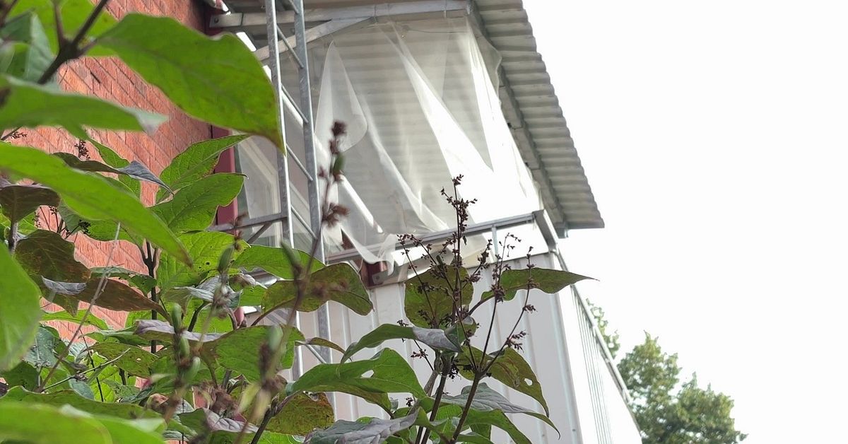 Hade dynamit i sitt hem i  Skellefteå – nu åtalas mannen