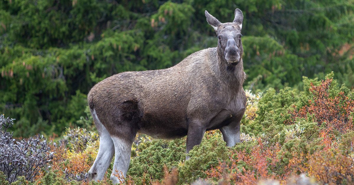 Älgen med på ny lista över rödlistade arter