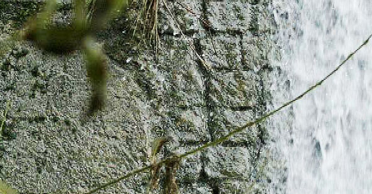 Fiskdöd vid kraftverk – bristen på fiskvägar orsak | SVT Nyheter