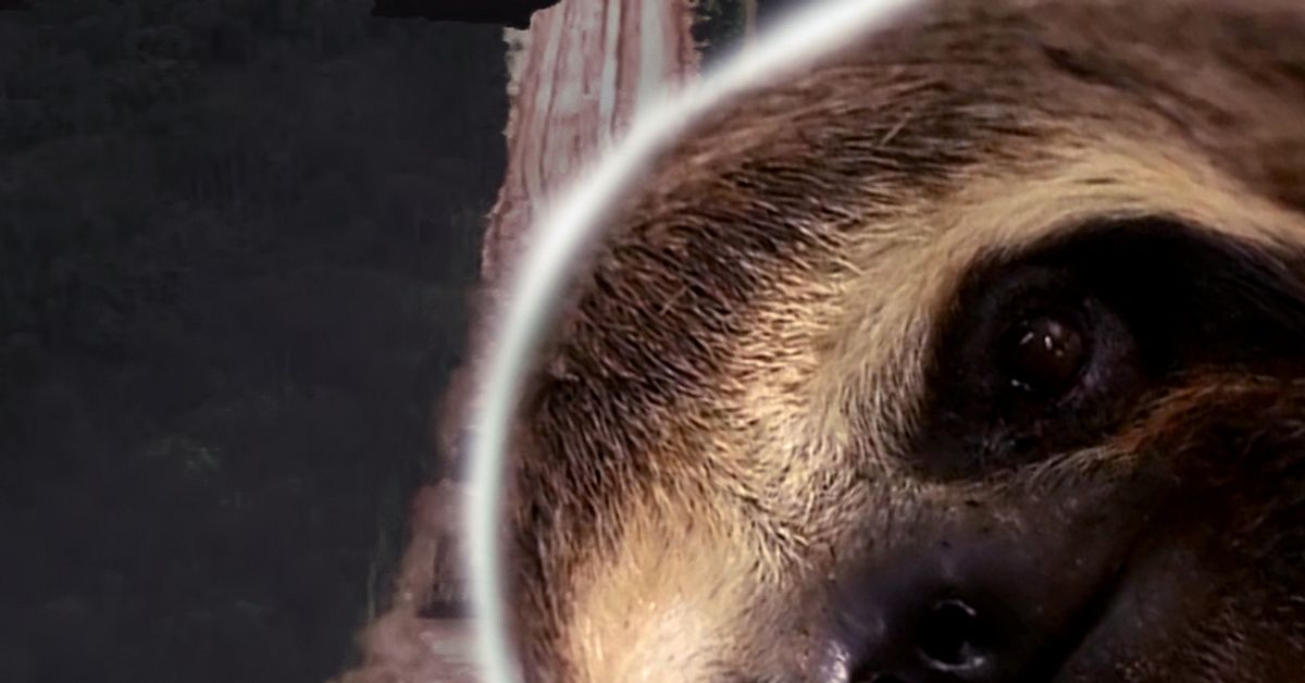 Regnskog skövlas inför klimatmöte | SVT Nyheter