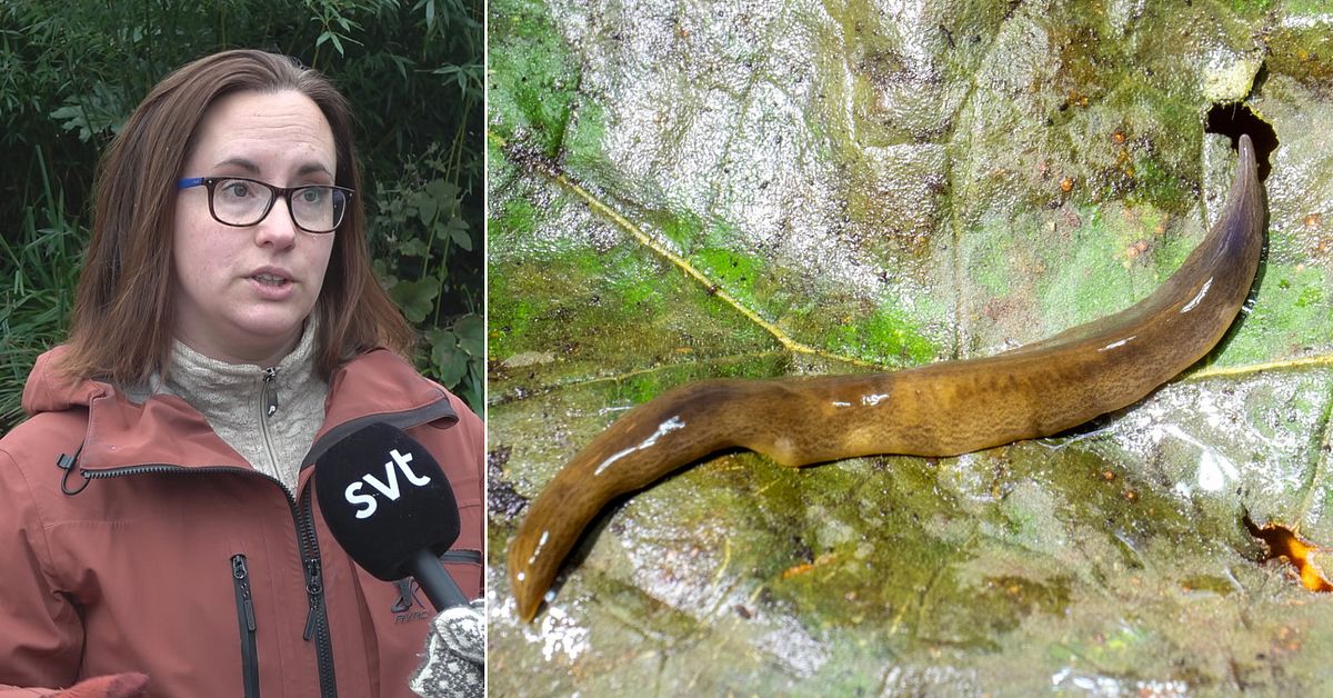 Ett år efter upptäckten: Lövplattmasken spridd till svenskodlade växter