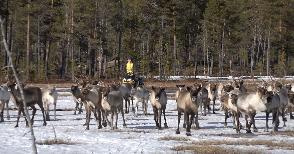 Rekordvarm mars drabbar samiska rensk&ouml;tare: &rdquo;V&aring;r nya verklighet&rdquo;