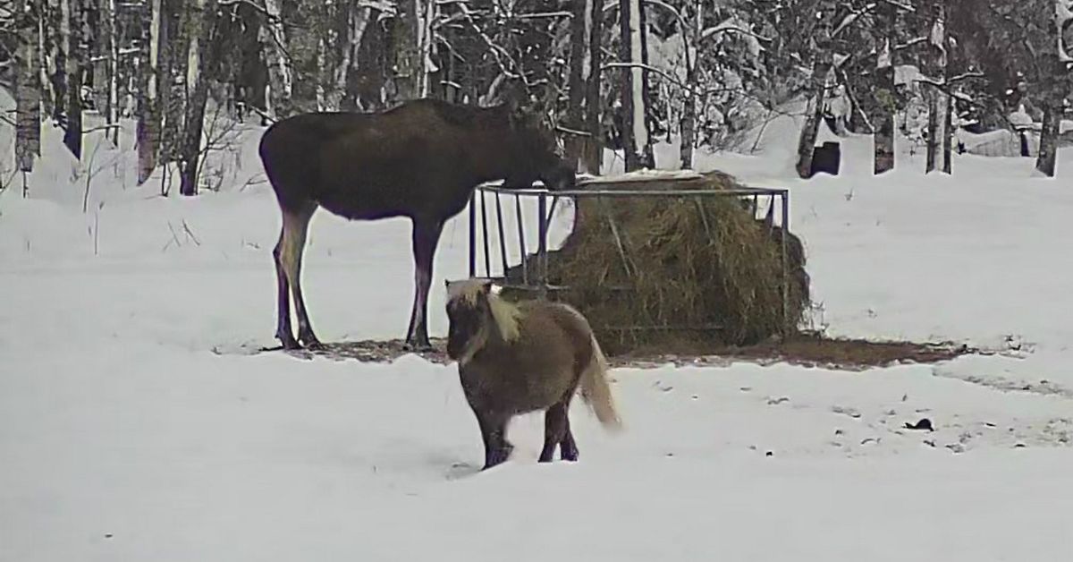Fr&auml;cka st&ouml;lden &ndash; se n&auml;r &auml;lgarna &auml;ter upp h&auml;starnas mat