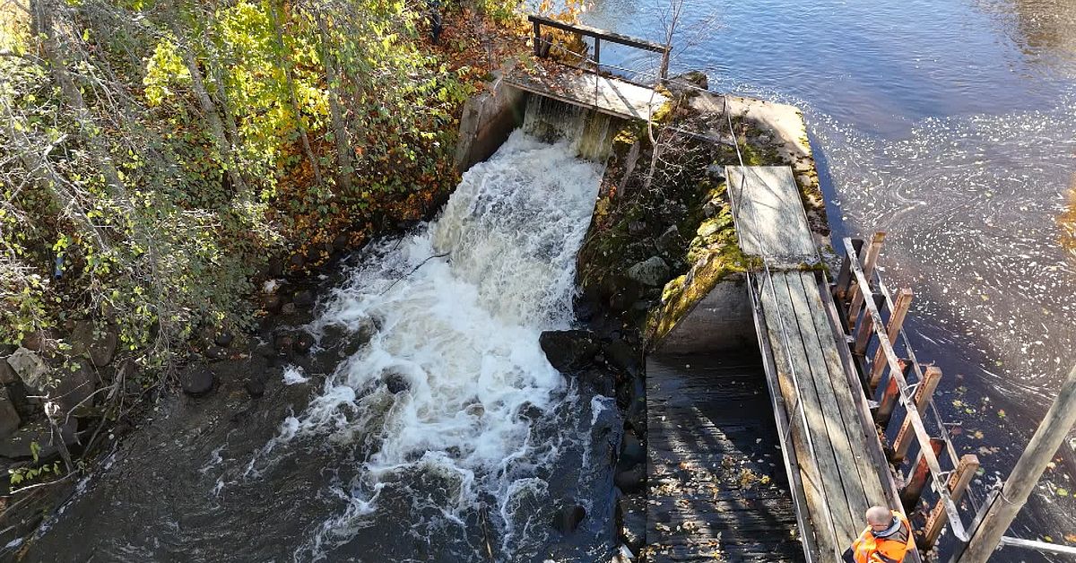 Efter 400 &aring;r &ndash; snart kan fisken vandra fritt i hela St&aring;ng&aring;n s&ouml;der om Sundsvall