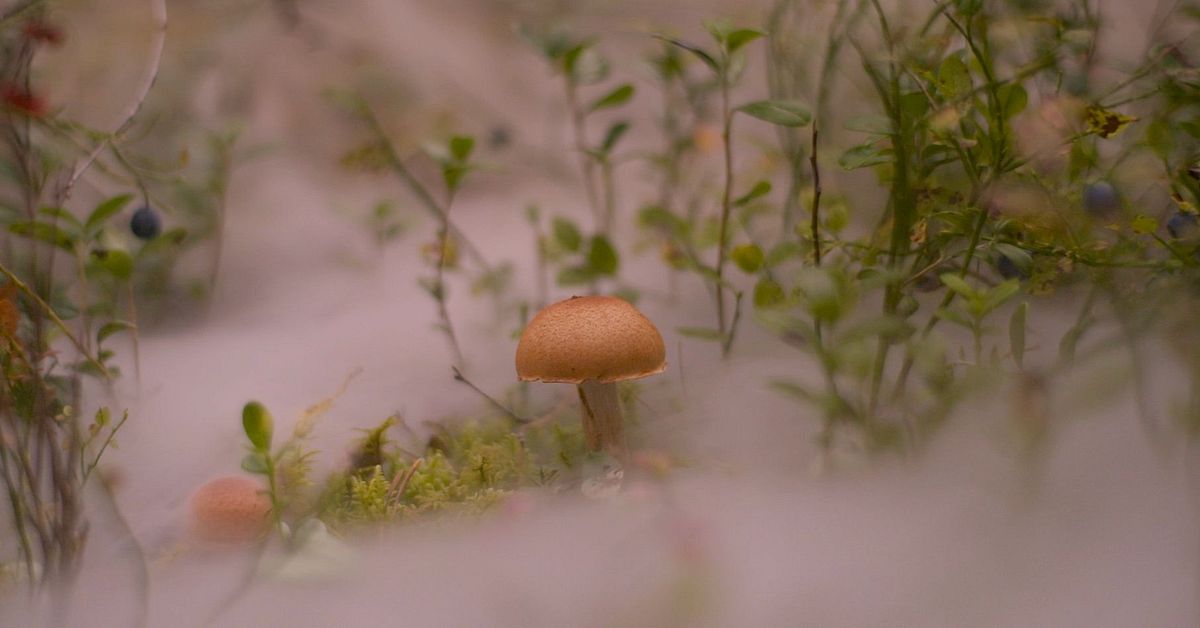 Här avslöjas spindlingarnas dolda liv under jorden: ”Superkraft”