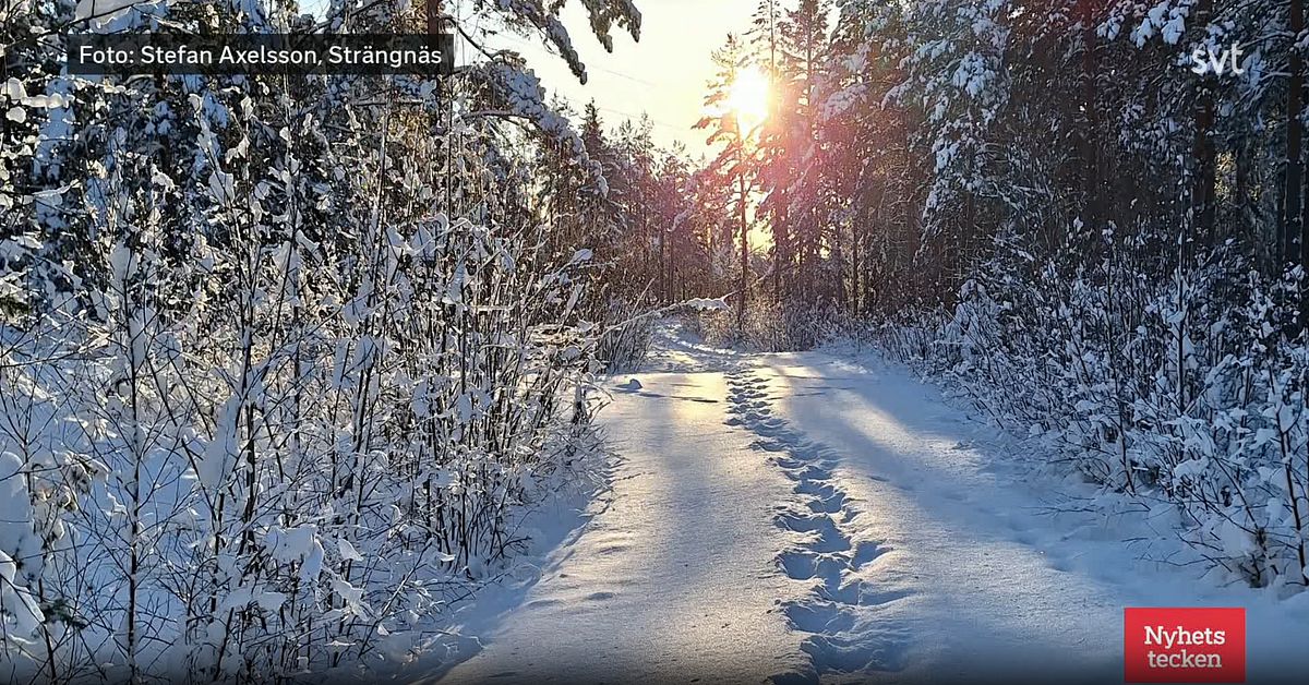 M&aring;nadens bild januari: Str&auml;ngn&auml;s i vintersol