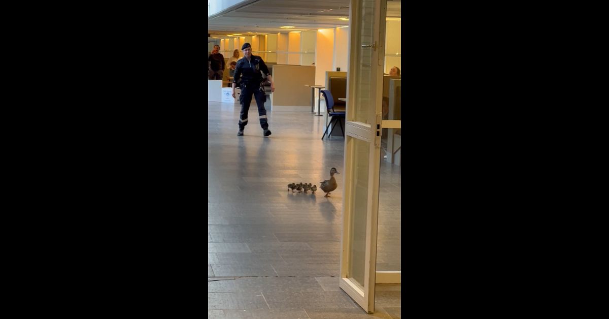 Se andfamiljen l&auml;mna Ume&aring; universitet &ndash; skyddade av v&auml;ktare