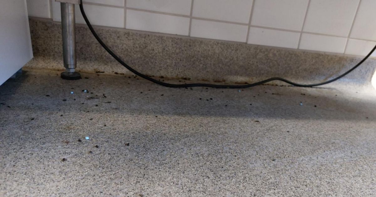 Stora problem med m&ouml;ss i Baldergymnasiets k&ouml;k: &rdquo;Kan sprida smittor&rdquo;