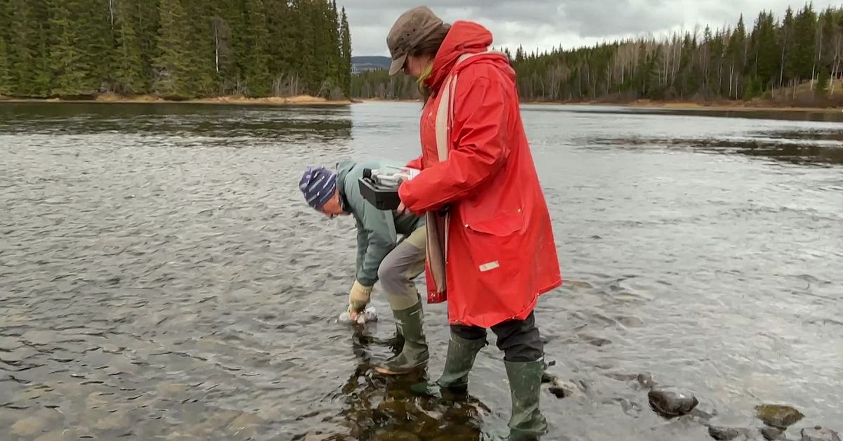 &Aring;resj&ouml;n testas p&aring; milj&ouml;gifter &ndash; ing&aring;r i rikst&auml;ckande projekt