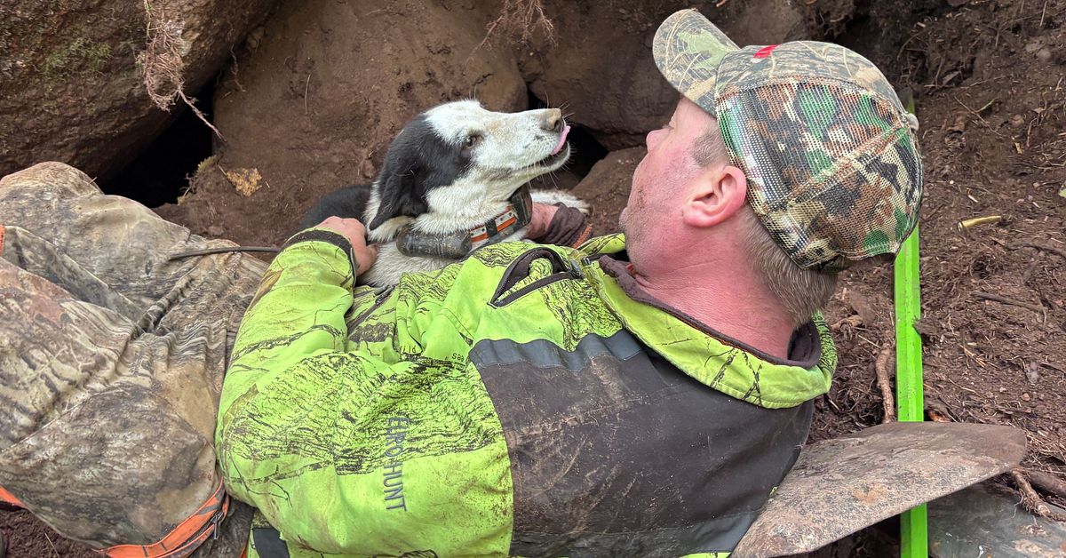 Hunden Tissla r&auml;ddad &ndash; satt fast i gr&auml;vlingsgryt hela natten