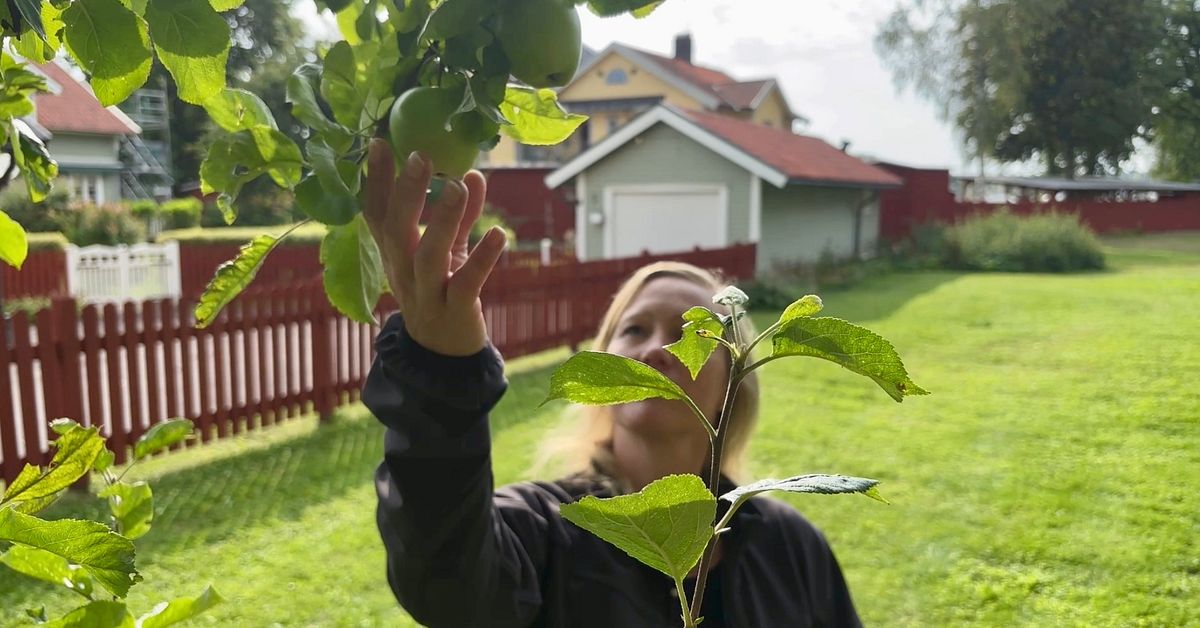 Här är det okej att palla äpplen – mobilkarta guidar