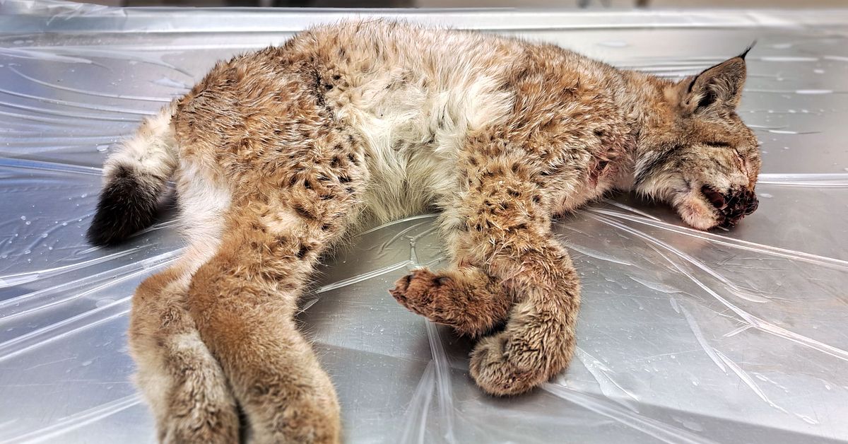 Idag avslutas licensjakten p&aring; lodjur &ndash; fem har skjutits hittills