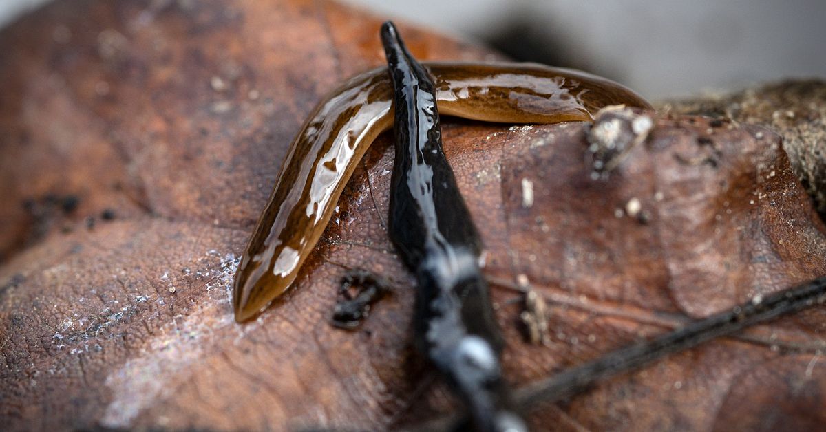 Här är lövplattmasken som kan följa med importerade plantor – så gör du om du hittar den