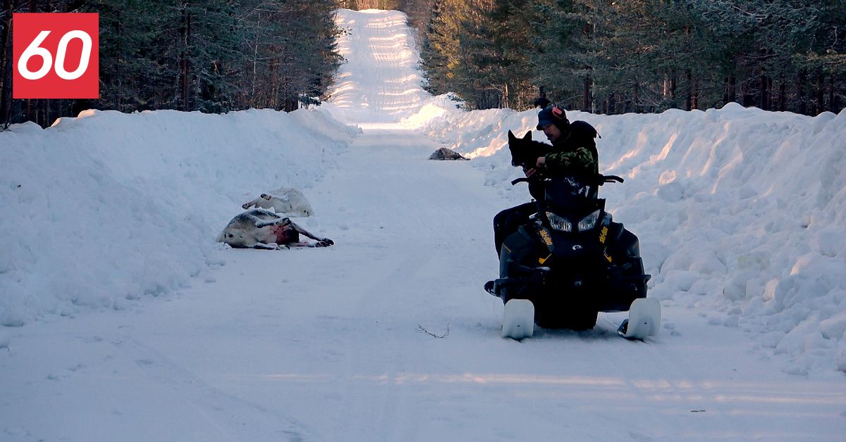 Man misstänks ha kört på och plågat renar – åtalas vid Umeå tingsrätt