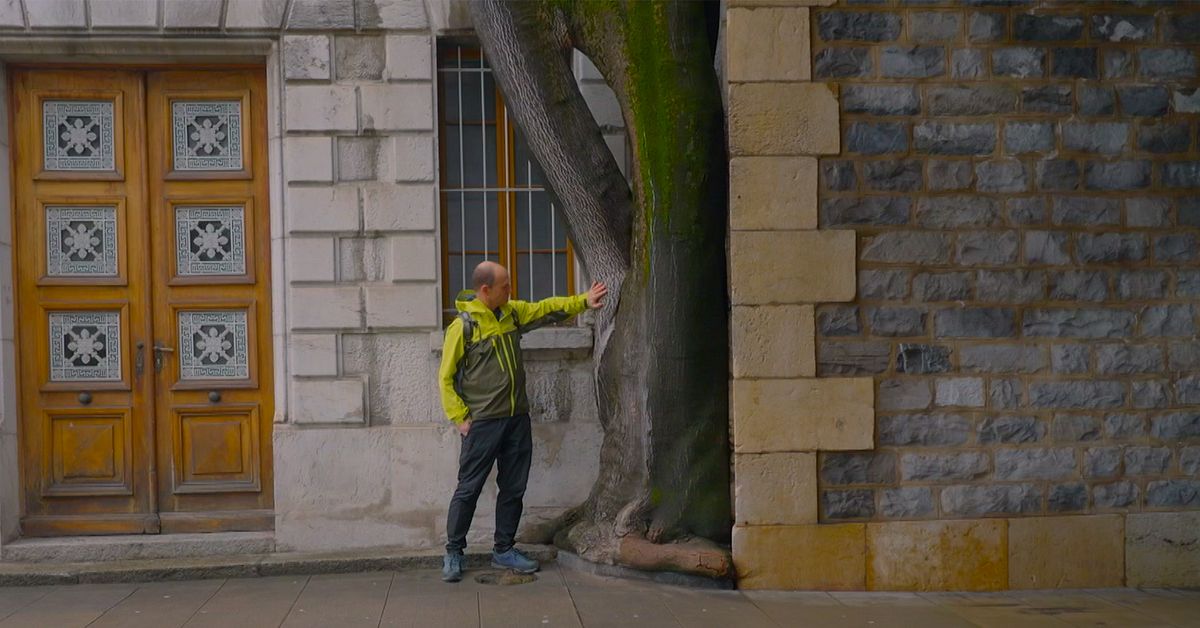 Från bekämpning till plantering – Genève satsar på invasiva träd