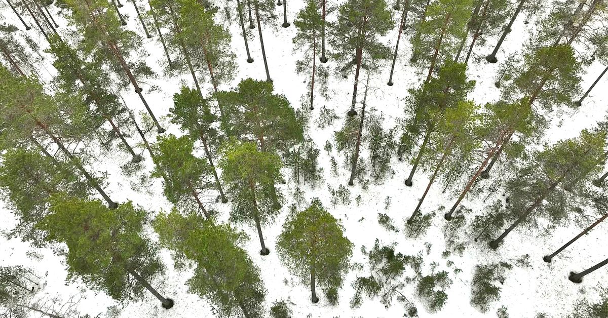Vakin ska f&auml;lla 200 tr&auml;d i Kullaskogen