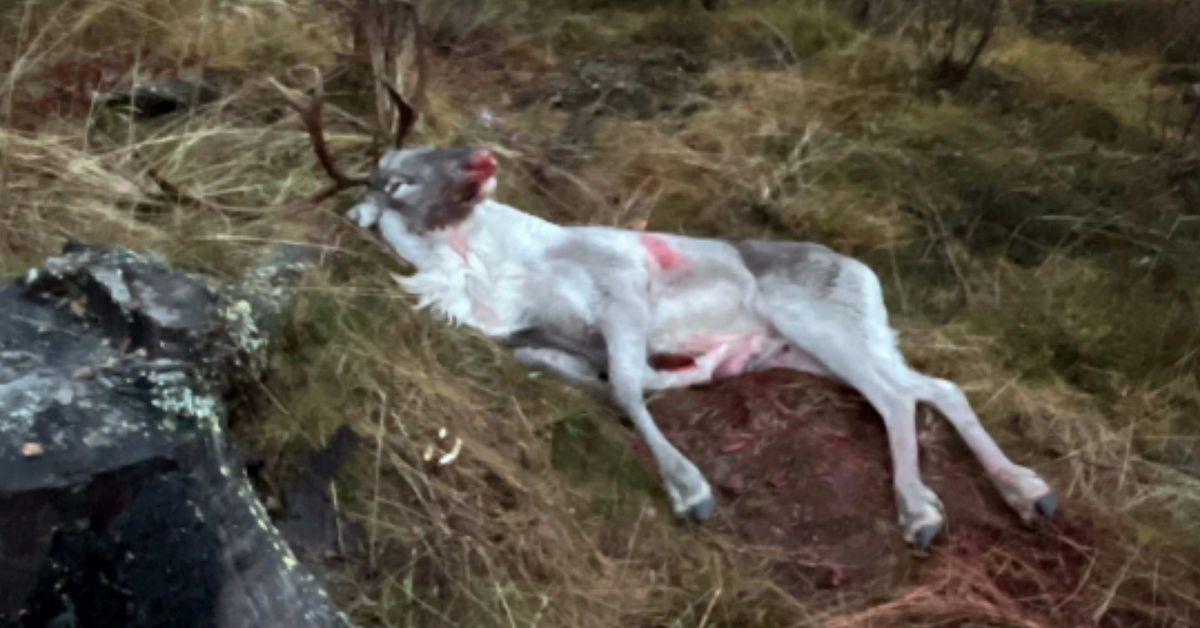 Sköt ren i Västerbottens inland – åtalas för stöld