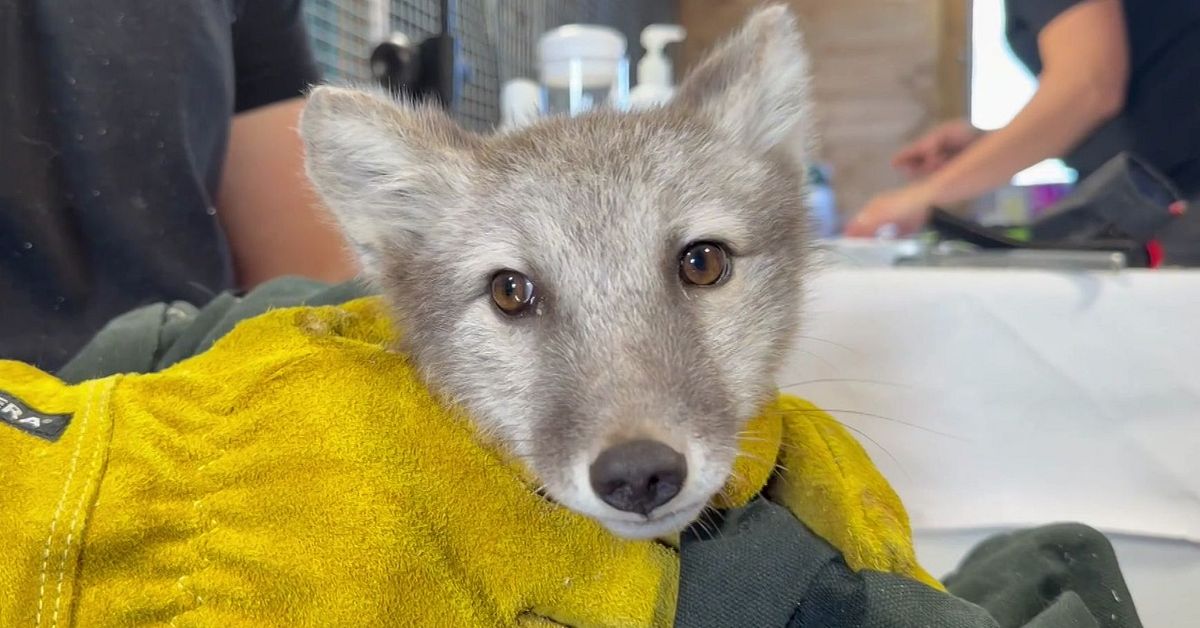 Fj&auml;llr&auml;vsprojekt avslutas &ndash; stammen stabil i J&auml;mtland