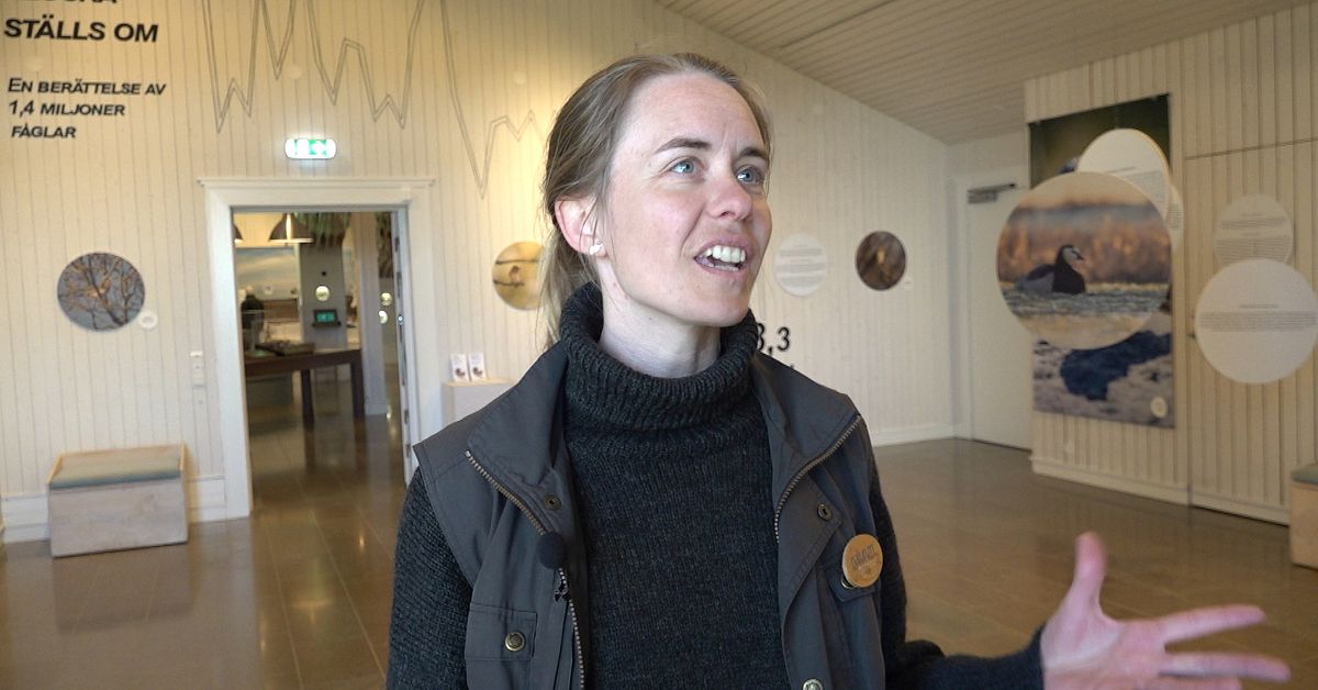 S&aring; p&aring;verkas f&aring;glarna av klimatet &ndash; ny utst&auml;llning p&aring; &Ouml;land