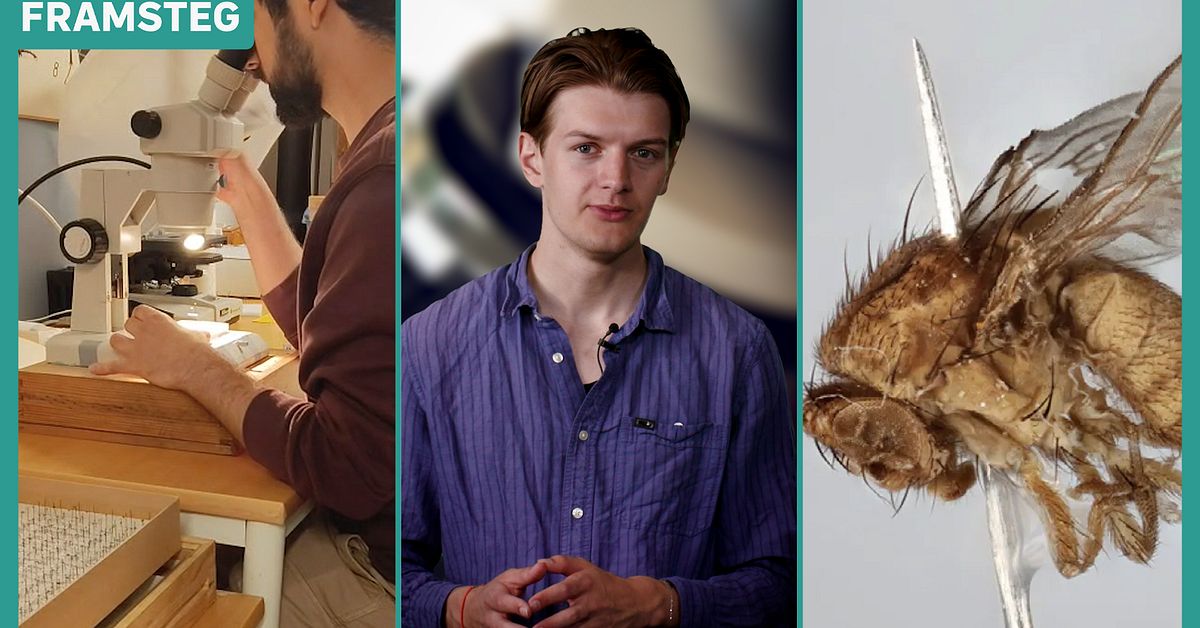 K&ouml;tt&auml;tande bananfluga kan hj&auml;lpa till att f&ouml;rst&aring; evolutionen: &rdquo;Tidsmaskin&rdquo;