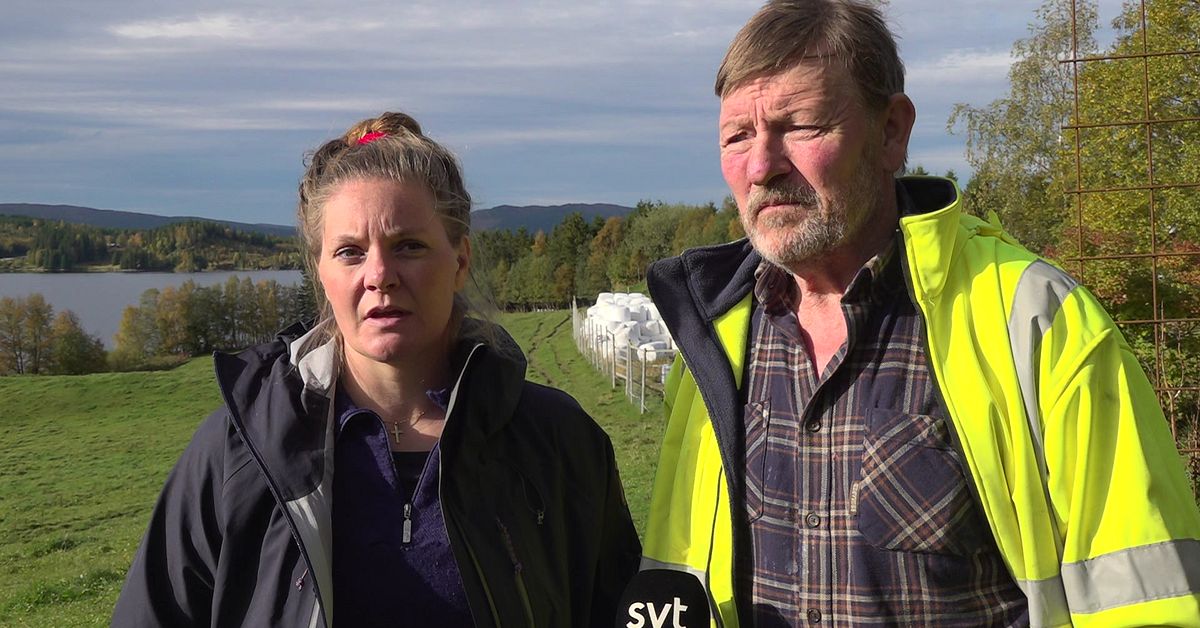 Hackspett stoppade avverkning i Åre – kan ha varit en översättningsmiss