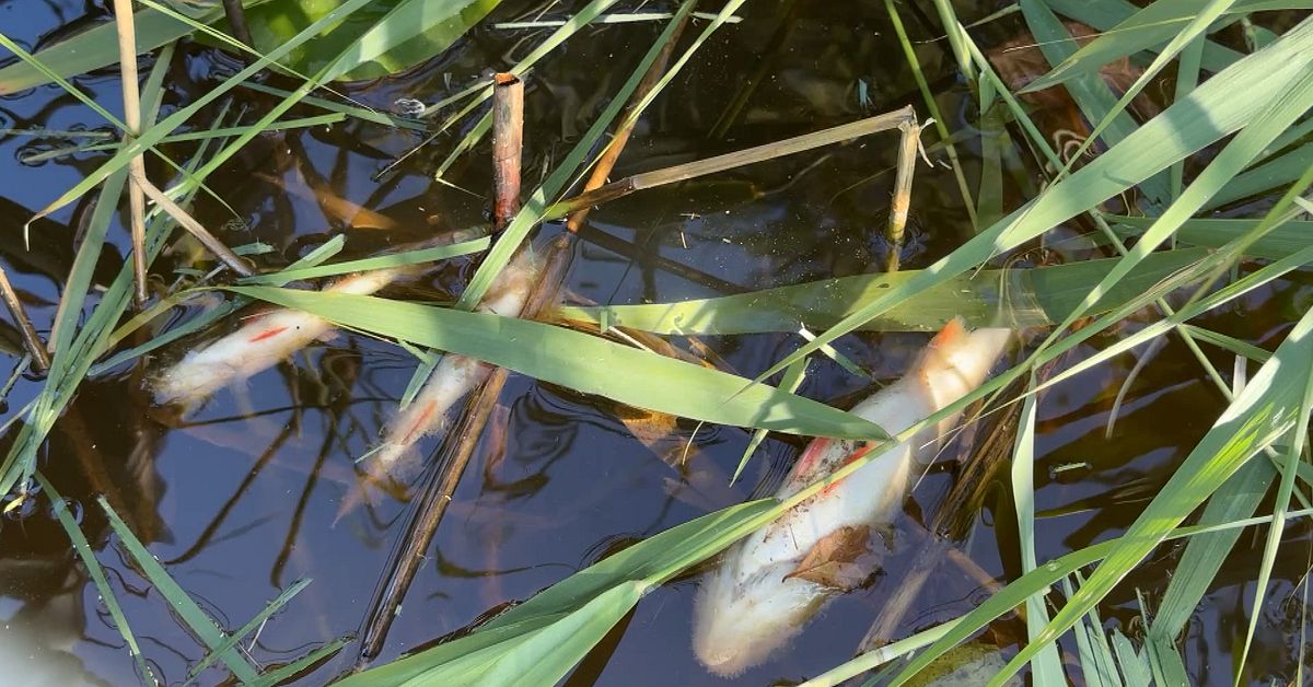 SVA: Utsl&auml;pp sannolik orsak till fiskd&ouml;d i S&auml;ffle