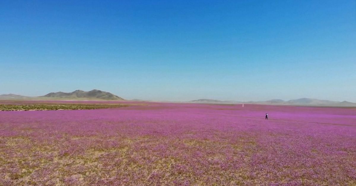 H&auml;r blommar &ouml;knen  &ndash; efter El Ni&ntilde;o-regn