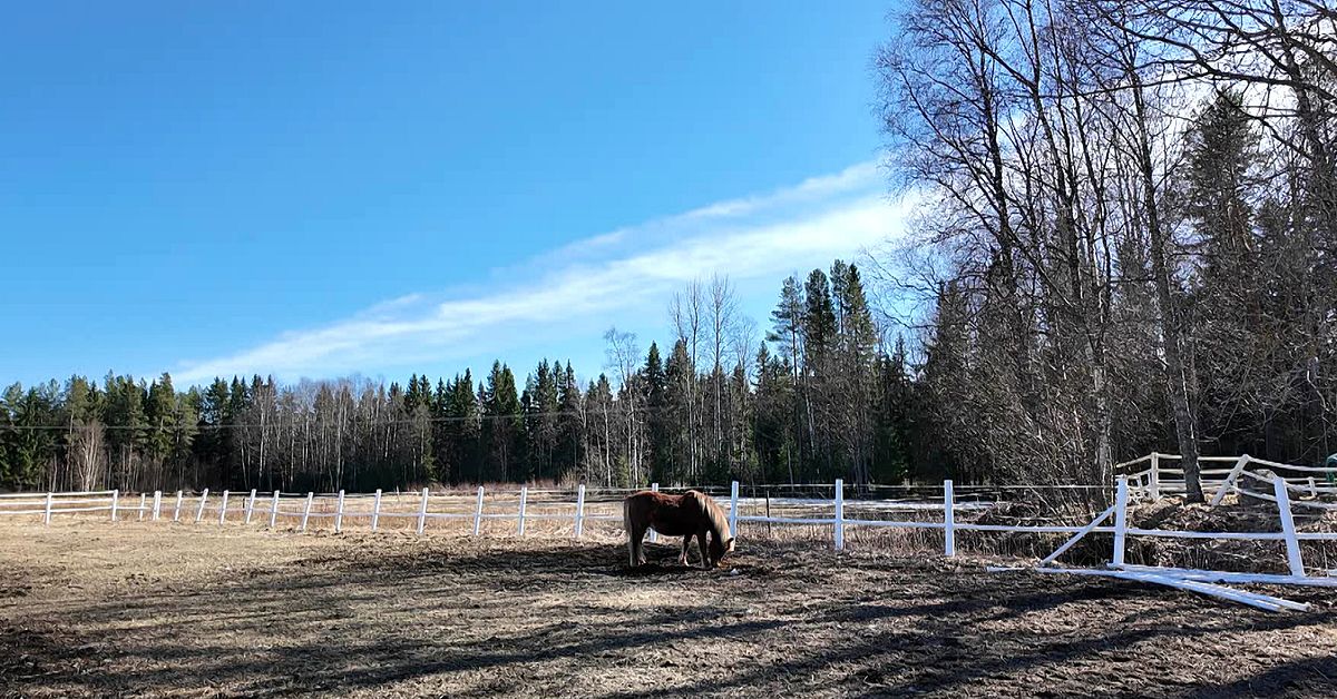 Nya uppgifter: Varg l&aring;g bakom attack p&aring; f&ouml;l i S&auml;var