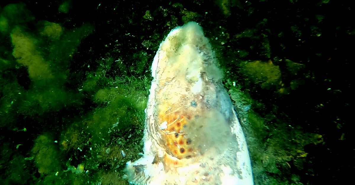 Fiskdöden: Låga vattenflöden kan förvärra svampangreppen