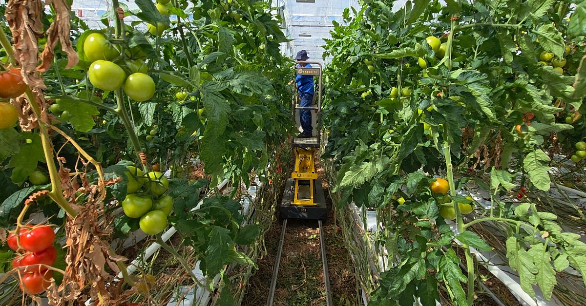 Frövi Greenery vräkt från tomatodlingen – nytt företag på plats | SVT ...