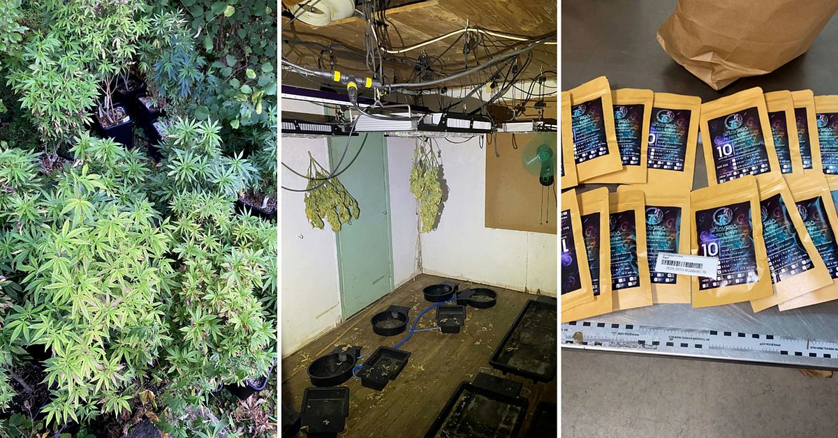 Man odlade cannabis i stora delar av sitt hus &ndash; d&ouml;ms till f&auml;ngelse