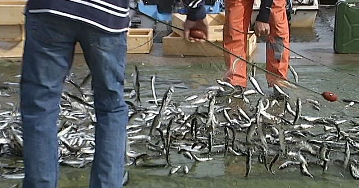 Strömmingen i Norrland sticker ut – nu skyddas den av EU