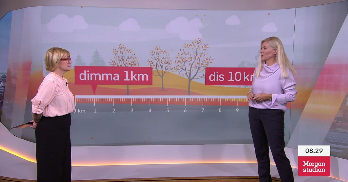 Dis eller dimma | SVT Nyheter