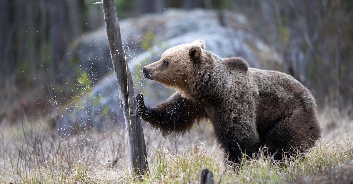 Bj&ouml;rninventeringen klar &ndash; 717 bj&ouml;rnar finns i J&auml;mtland och H&auml;rjedalen