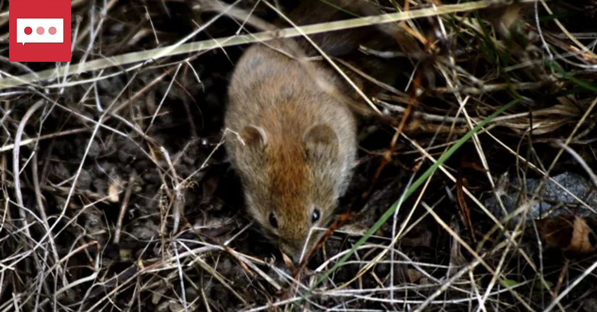 Stor risk för sorkfeber – invånare i norra Sverige varnas