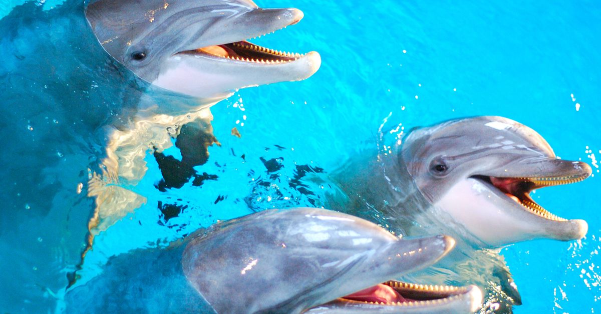 Delfinen Pärla död – Kolmården ställer in shower