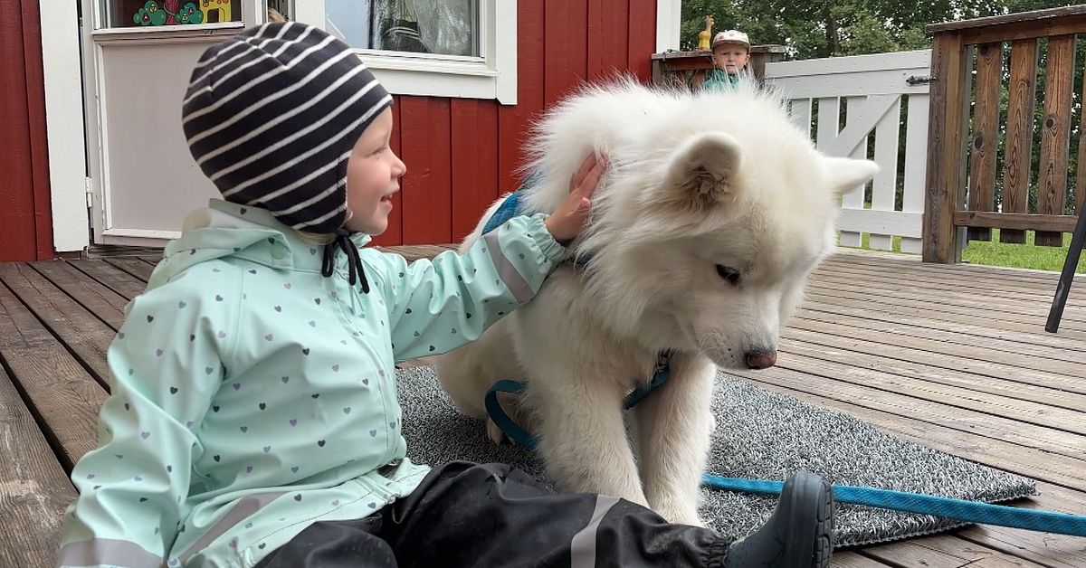 Möt samojedhunden Snow som arbetar på förskolan i Alsen: ”Skapar trygghet och glädje”