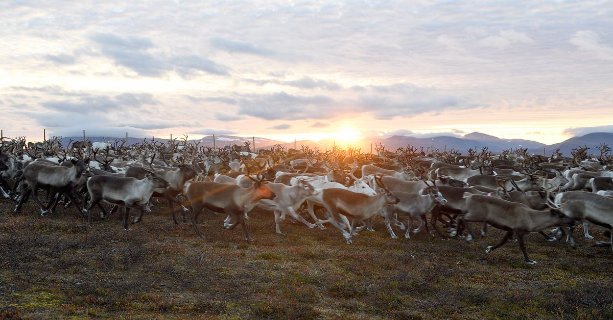 Efter samebyarnas stämningar – nu backar staten
