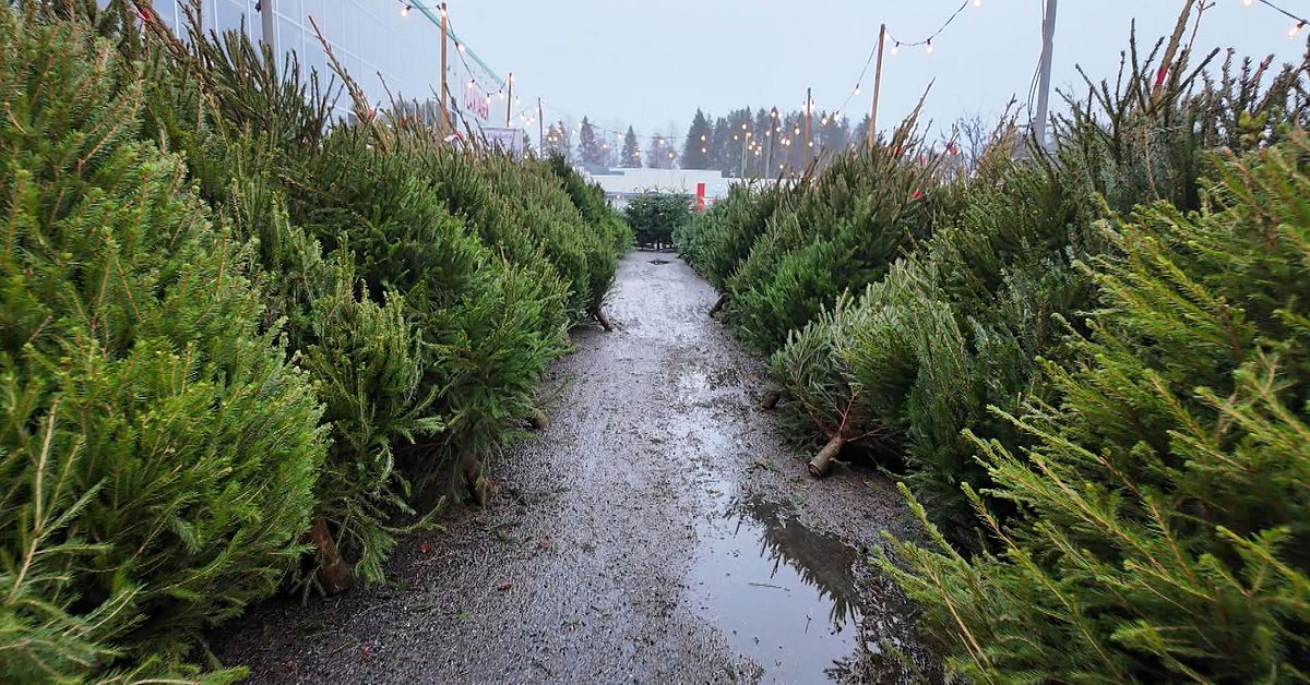 Svårt att köpa närodlad gran i Västerbotten