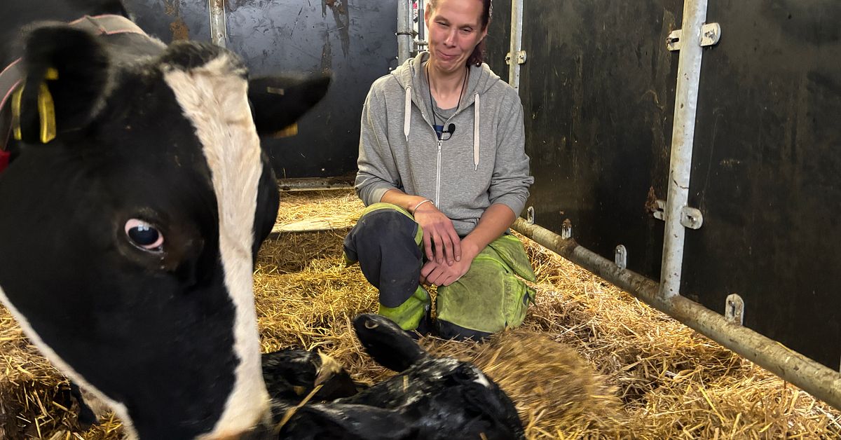 Eko-bonden Charlott uppsagd av Arla: &rdquo;Det k&auml;nns lite som ett svek&rdquo;