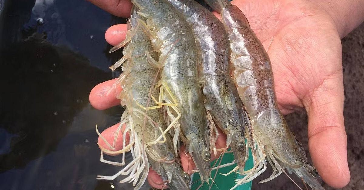 Nu ska r&auml;kor b&ouml;rja odlas p&aring; land i Ume&aring; &ndash; ska ers&auml;tta importerad mat