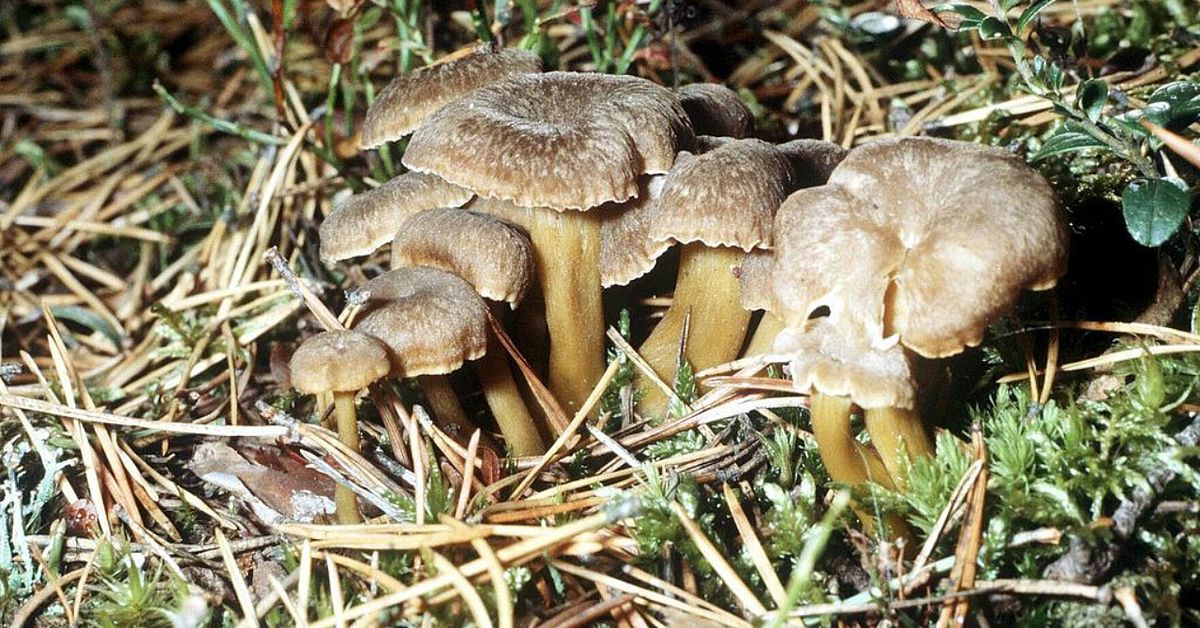 Grön jul förlänger svampsäsongen | SVT Nyheter