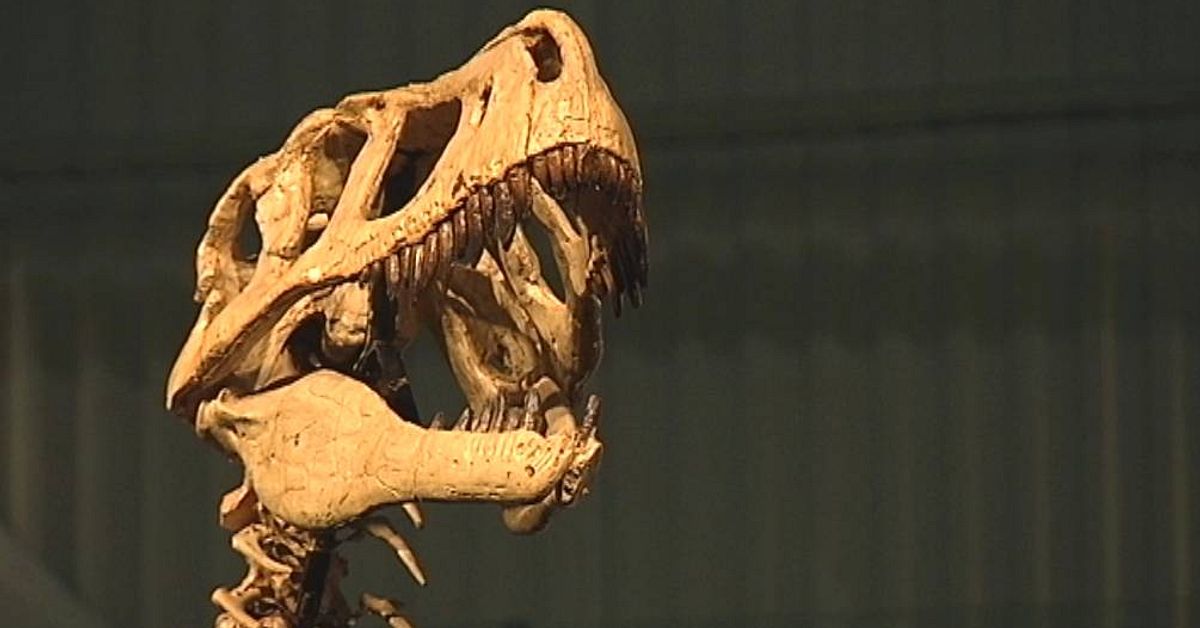 Halmstad Museum Dinosaurier