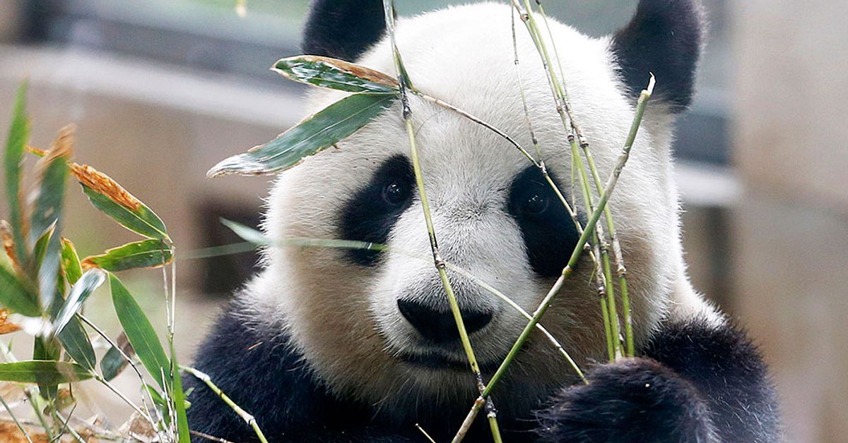 Panda med bulle i ugnen | SVT Nyheter