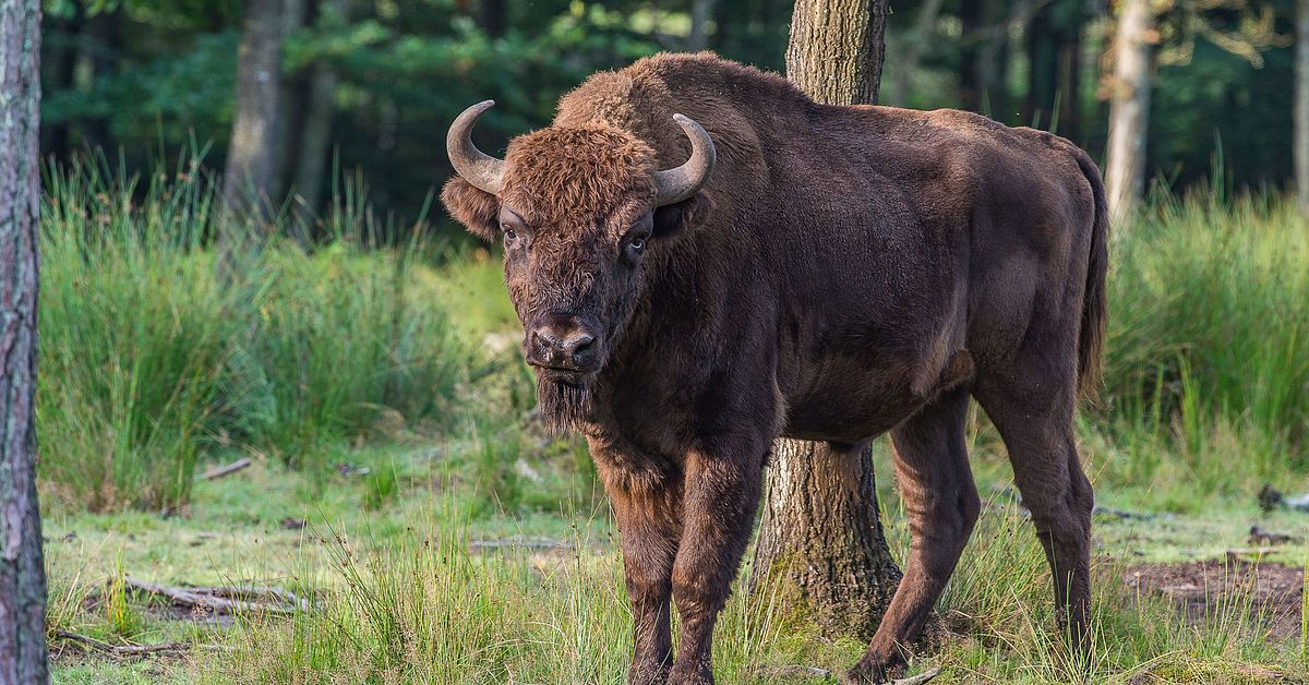 Sjutton visenter flyttar från Blekinge till Ryssland | SVT Nyheter