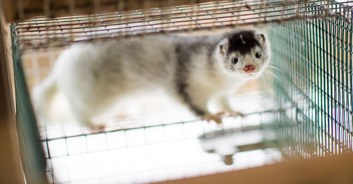 Norge vil forby pelsdyroppdrett |  SVT Nyheter